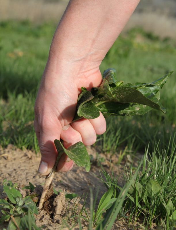 Weed Pulling Service