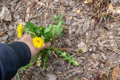 Keep Your Landscape Beautiful