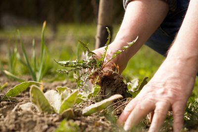 Remove Unwanted Weeds